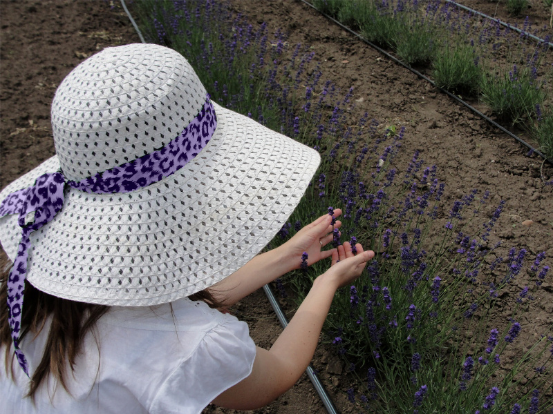 Lavanda in gradina