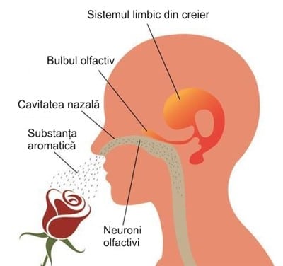sistemul olfactiv si limbic efectul uleiurilor esențiale asupra sistemului olfactiv și limbic