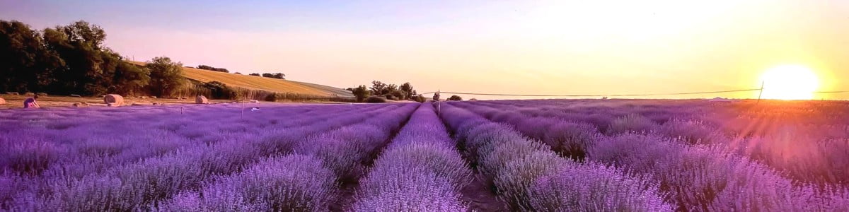 Banner 1200×300 Apus de soare in lavanda